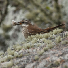Cinclodes olrogi