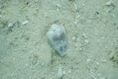 Conus coronatus