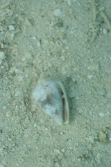 Conus coronatus