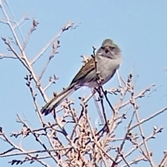 Spizella atrogularis