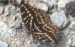 Lexias pardalis dirteana