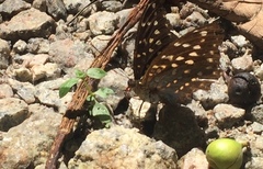 Lexias pardalis dirteana