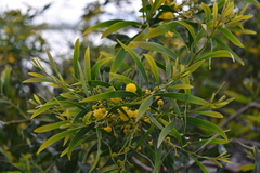 Acacia saligna
