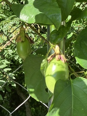 Passiflora alata
