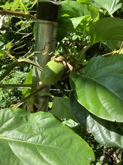 Passiflora alata