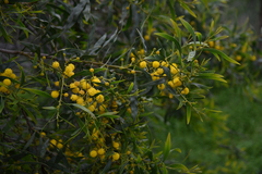 Acacia saligna