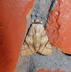 Bamra mundata