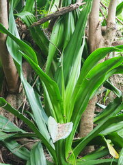Furcraea