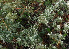 Atriplex halimus