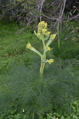 Ferula communis