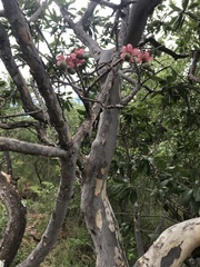 Ochna pulchra