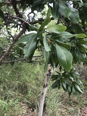 Ochna pulchra