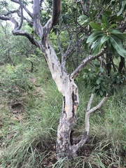 Ochna pulchra