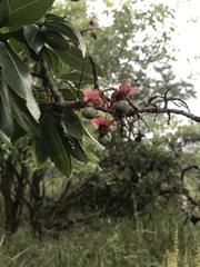 Ochna pulchra