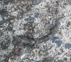 Lepidoptera
