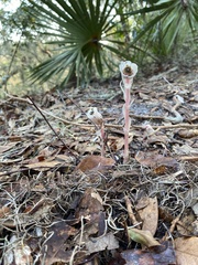 Monotropa