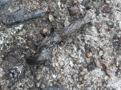 Lepidoptera