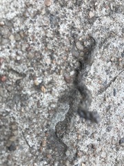 Lepidoptera