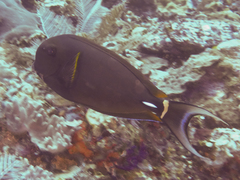 Acanthurus leucocheilus