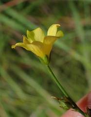 Linum thunbergii