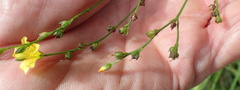 Linum thunbergii