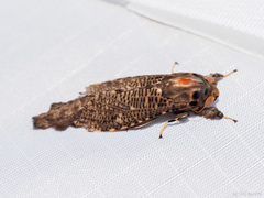 Bergaris malayica