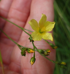 Linum thunbergii