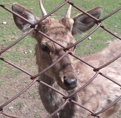 Cervini