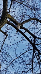 Accipiter