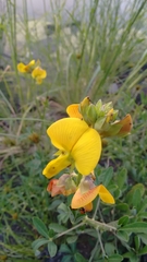 Crotalaria retusa