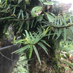 Columnea linearis image