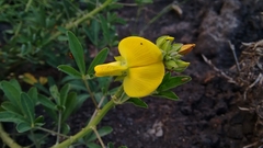 Crotalaria retusa
