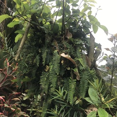 Columnea