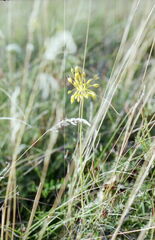 Allium flavum