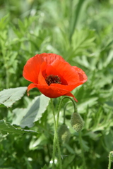 Papaver rhoeas
