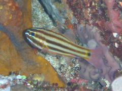 Ostorhinchus angustatus