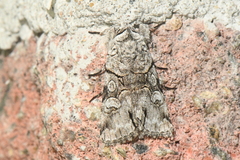 Sympistis chionanthi