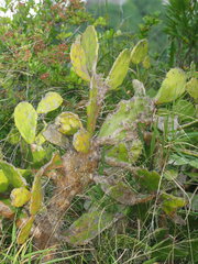 Opuntia monacantha
