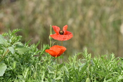 Papaver rhoeas