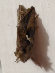 Autographa precationis