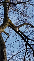 Accipiter