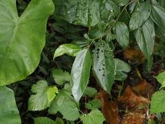 Celtis tetrandra