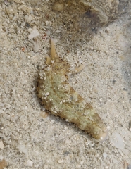 Plakobranchus