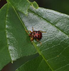 Agomadaranus pardaloides