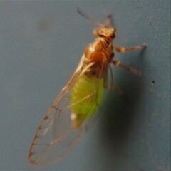 Triozidae