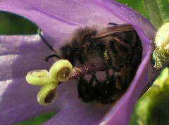 Melitta haemorrhoidalis