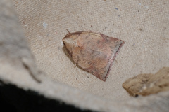 Beara tortriciformis