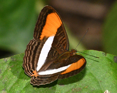 Adelpha cytherea cytherea