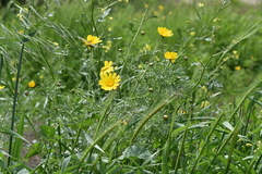 Glebionis coronaria