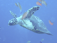 Eretmochelys imbricata